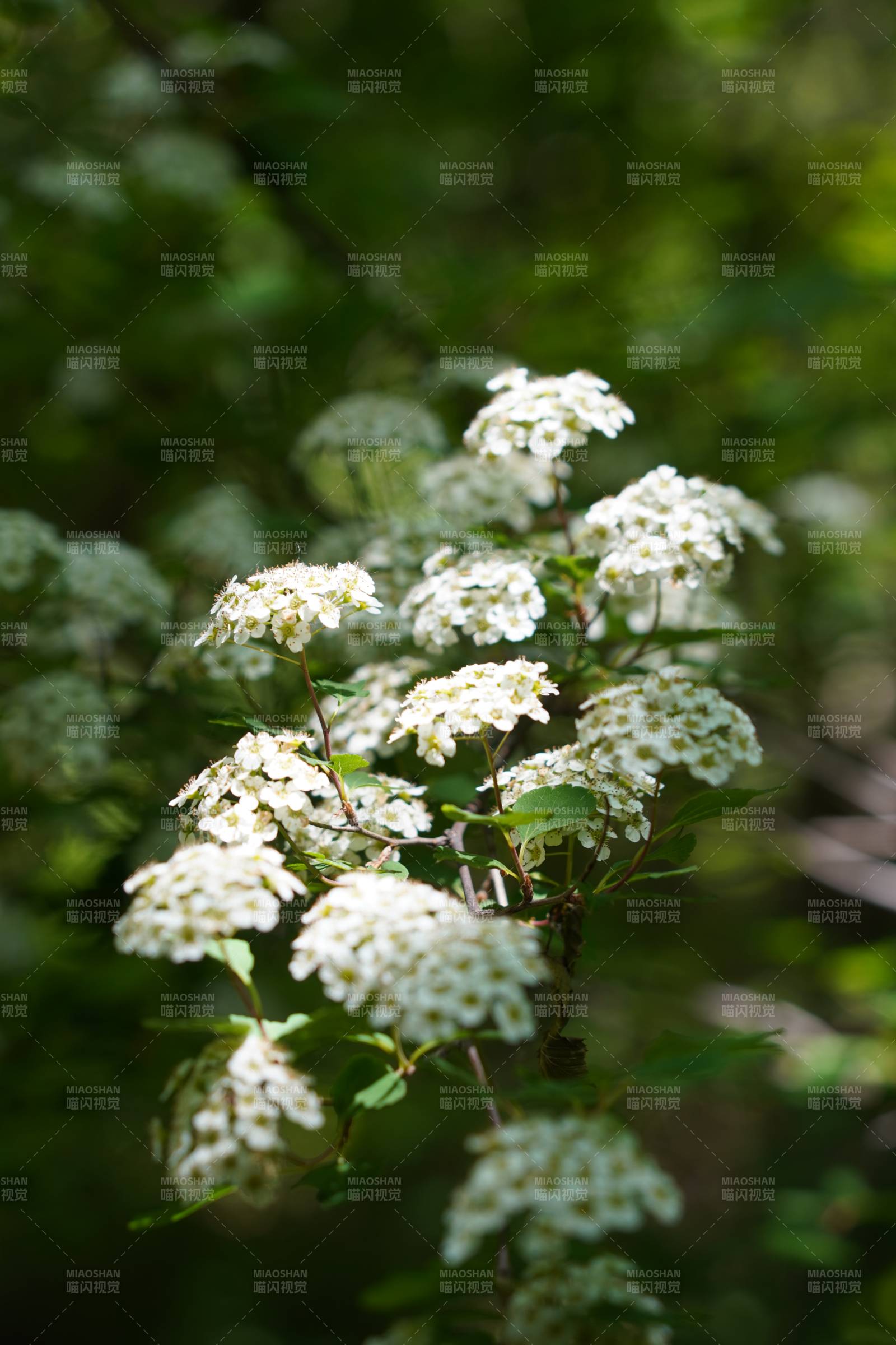 白花綠葉