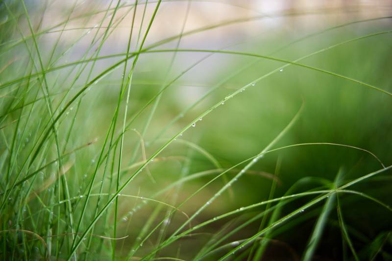 雨后青草