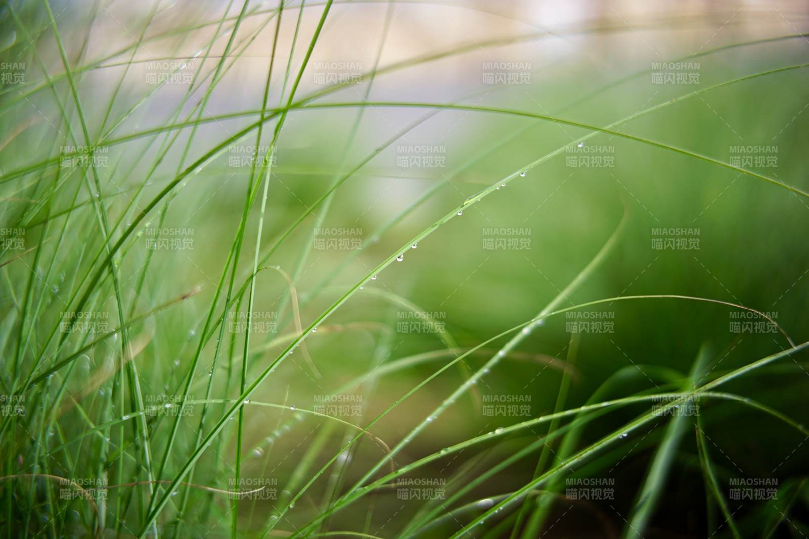 雨后青草
