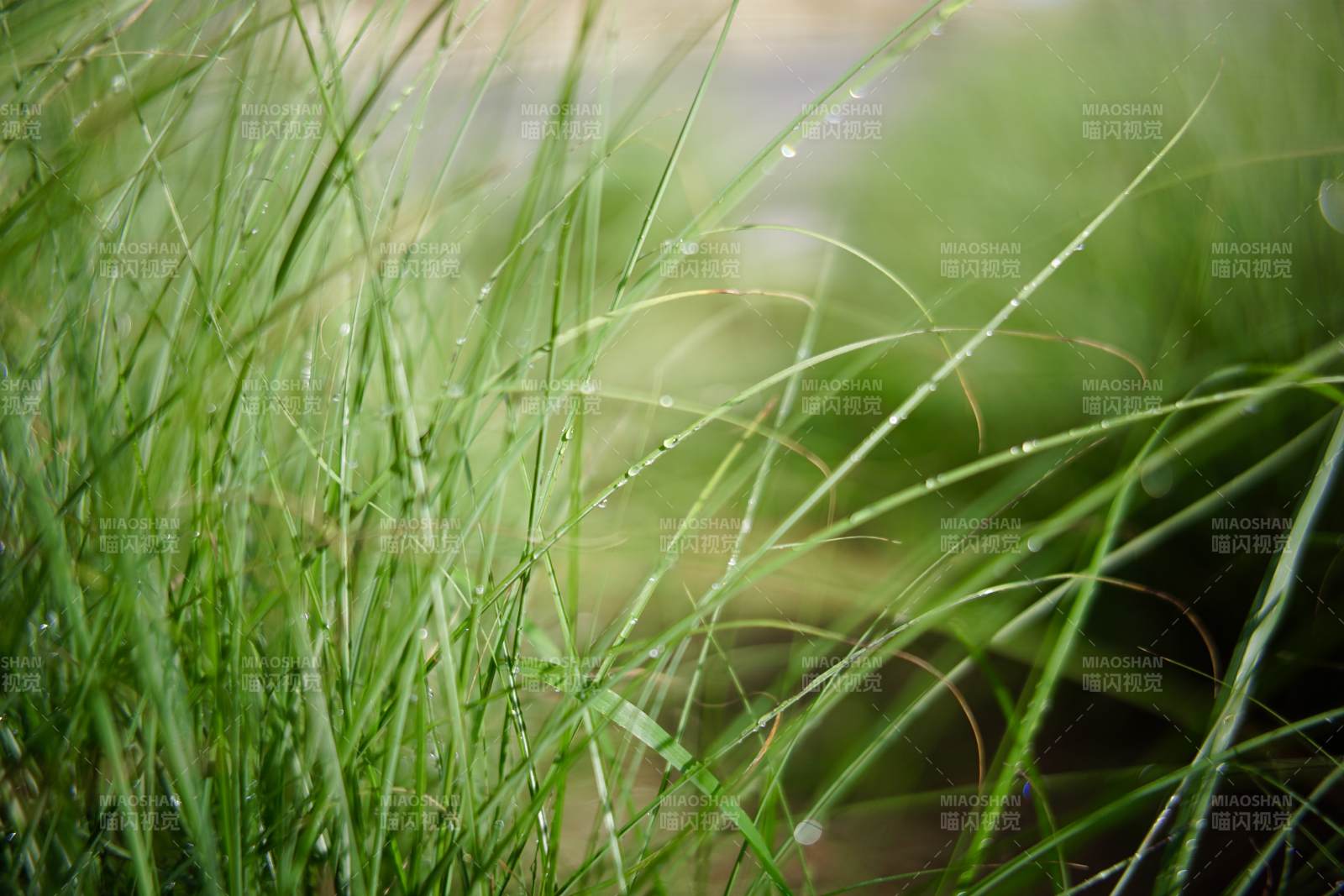 雨后青草