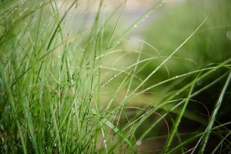 雨后青草