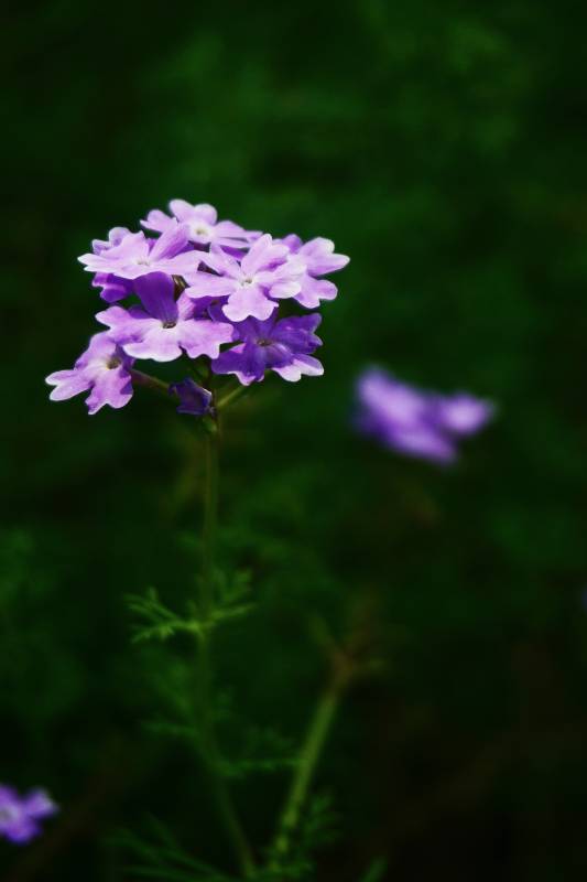 紫色花朵的特写