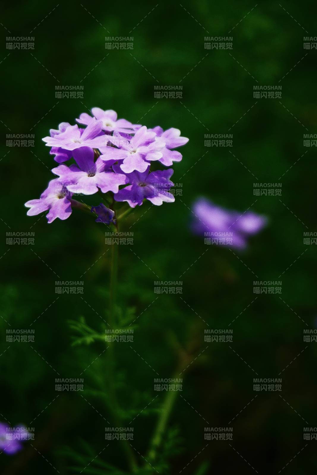 紫色花朵的特寫