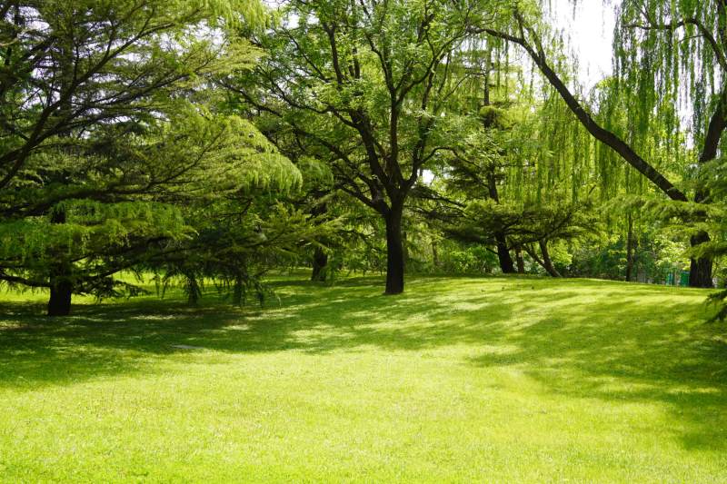 陽光下的綠色公園