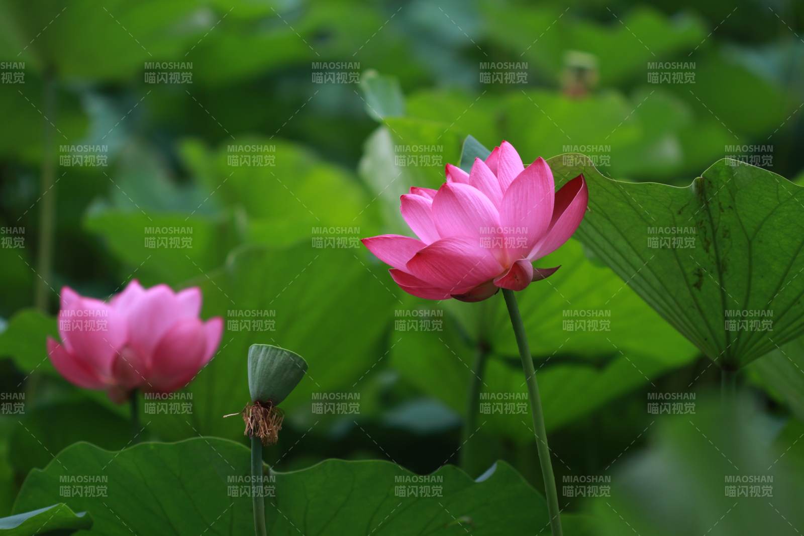粉色蓮花綻放