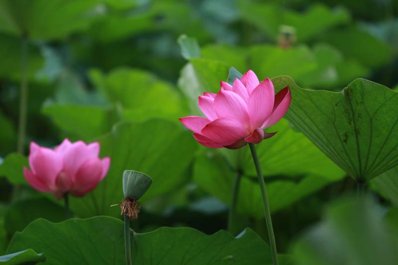 粉色莲花绽放