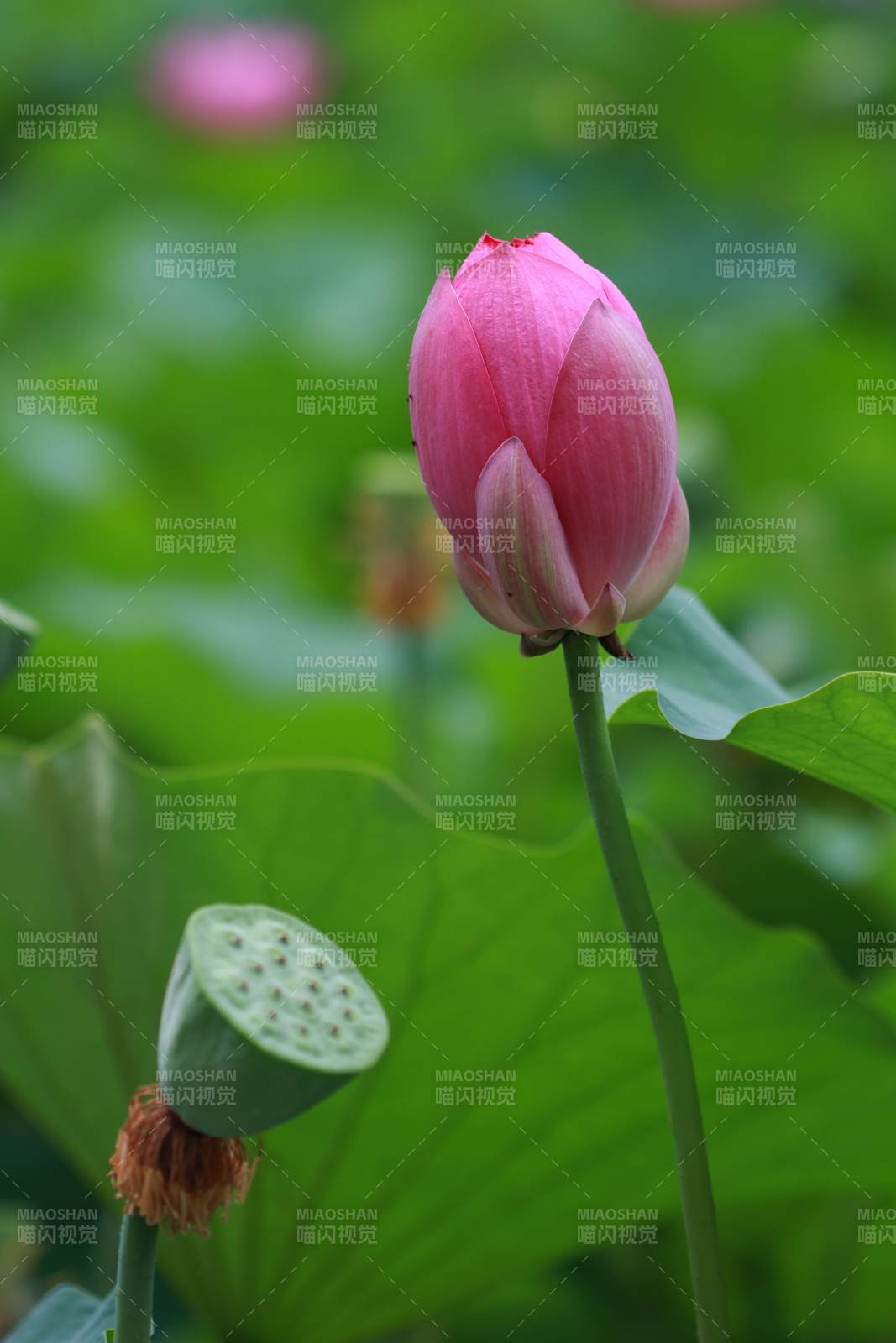 含苞待放的蓮花