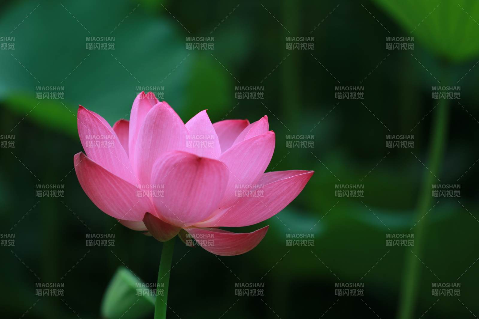 粉色蓮花