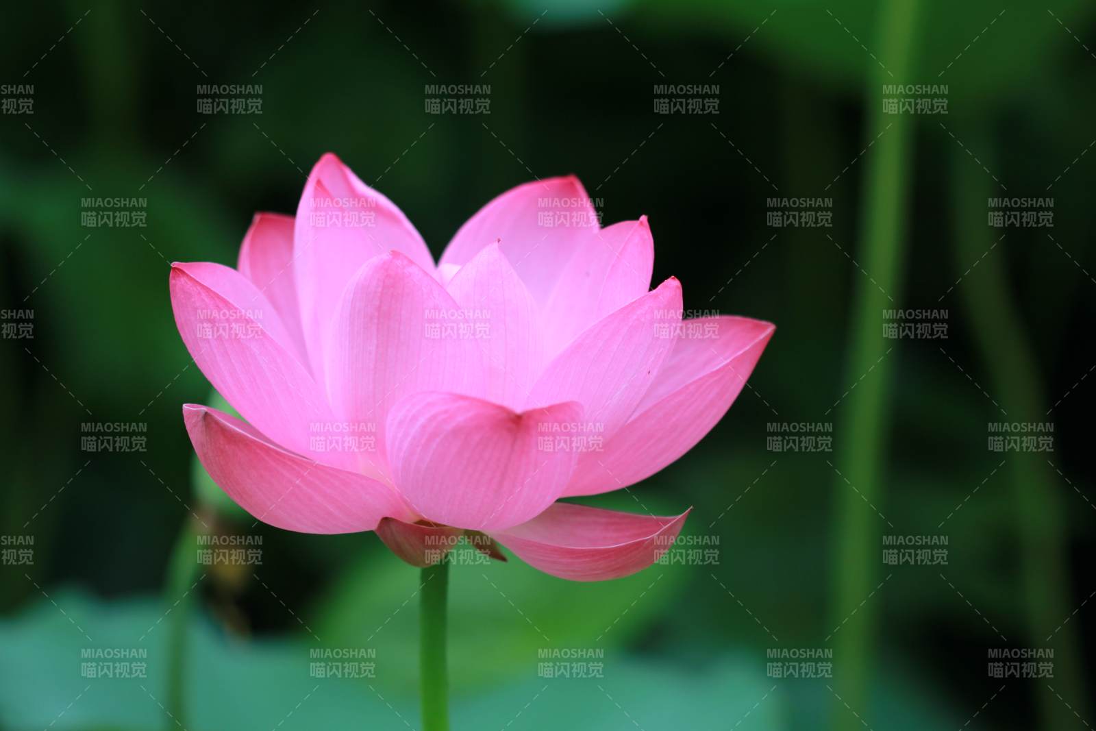 粉色蓮花