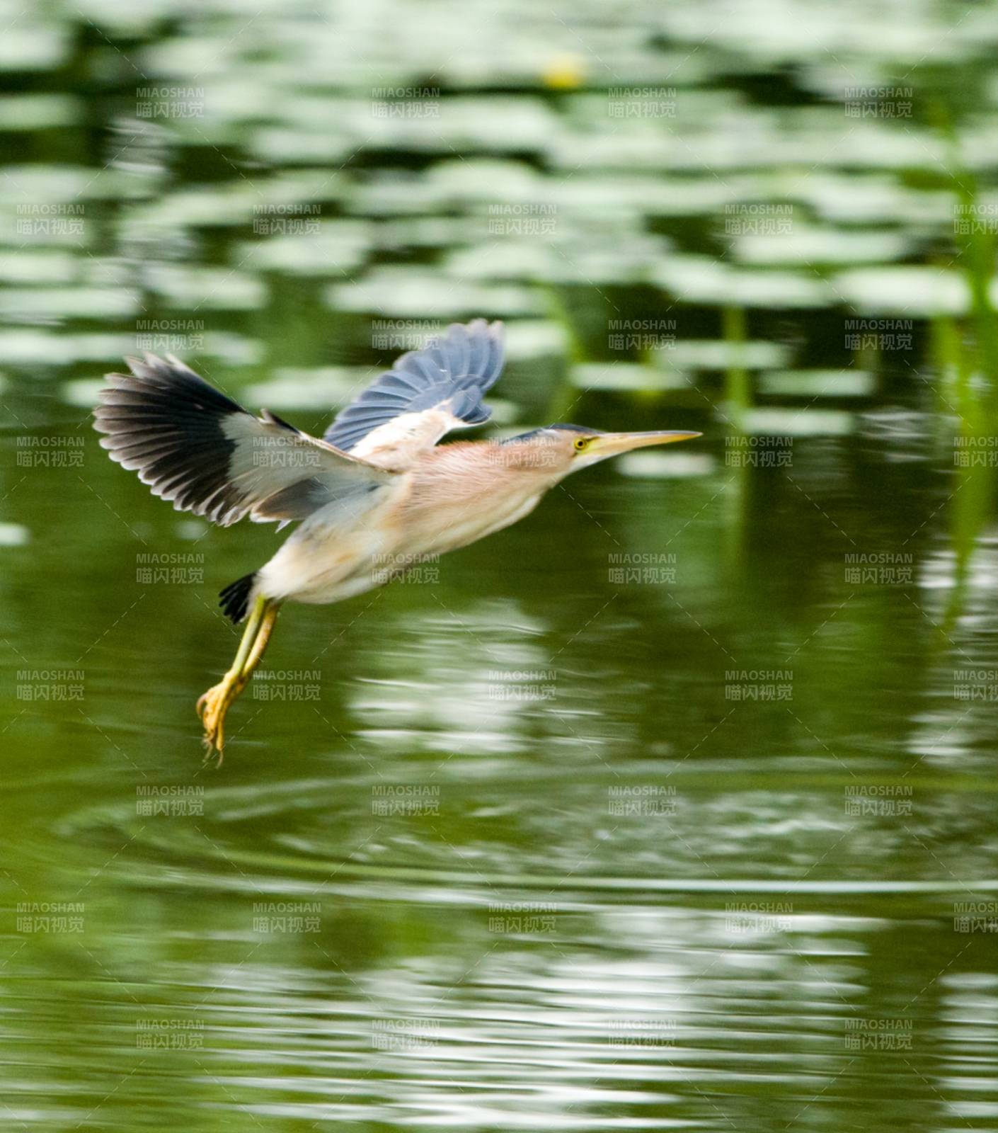 飛鳥掠過湖面