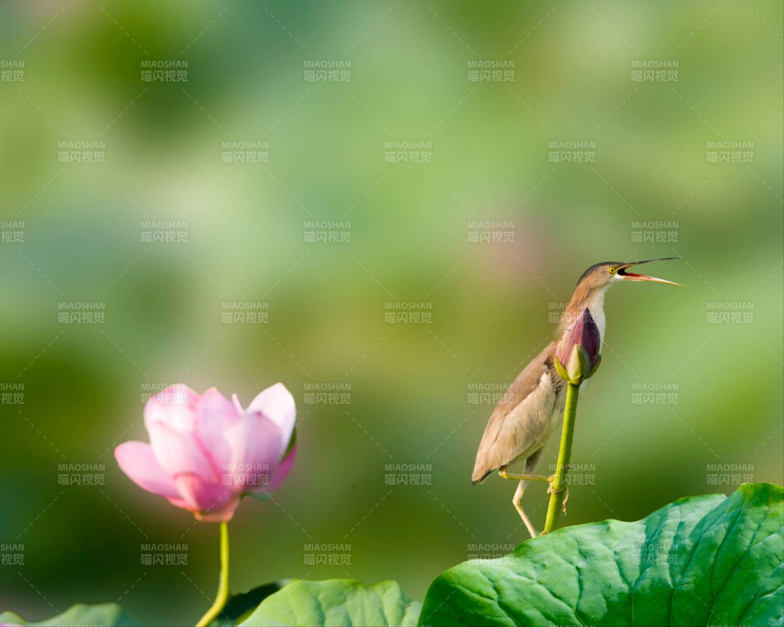 鳥立蓮葉間 花映水中天