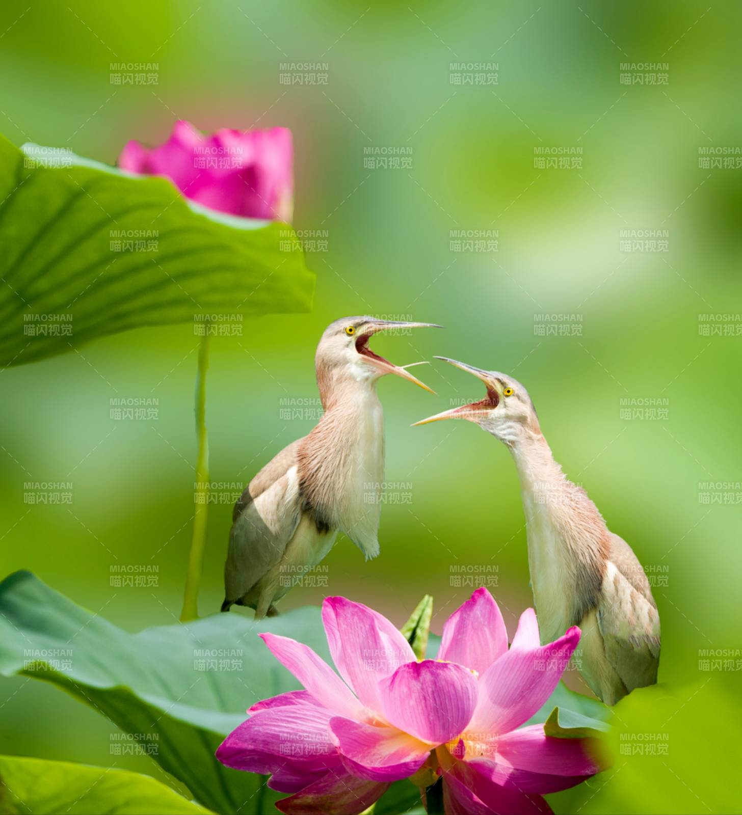 荷花黃葦鳽對鳴圖