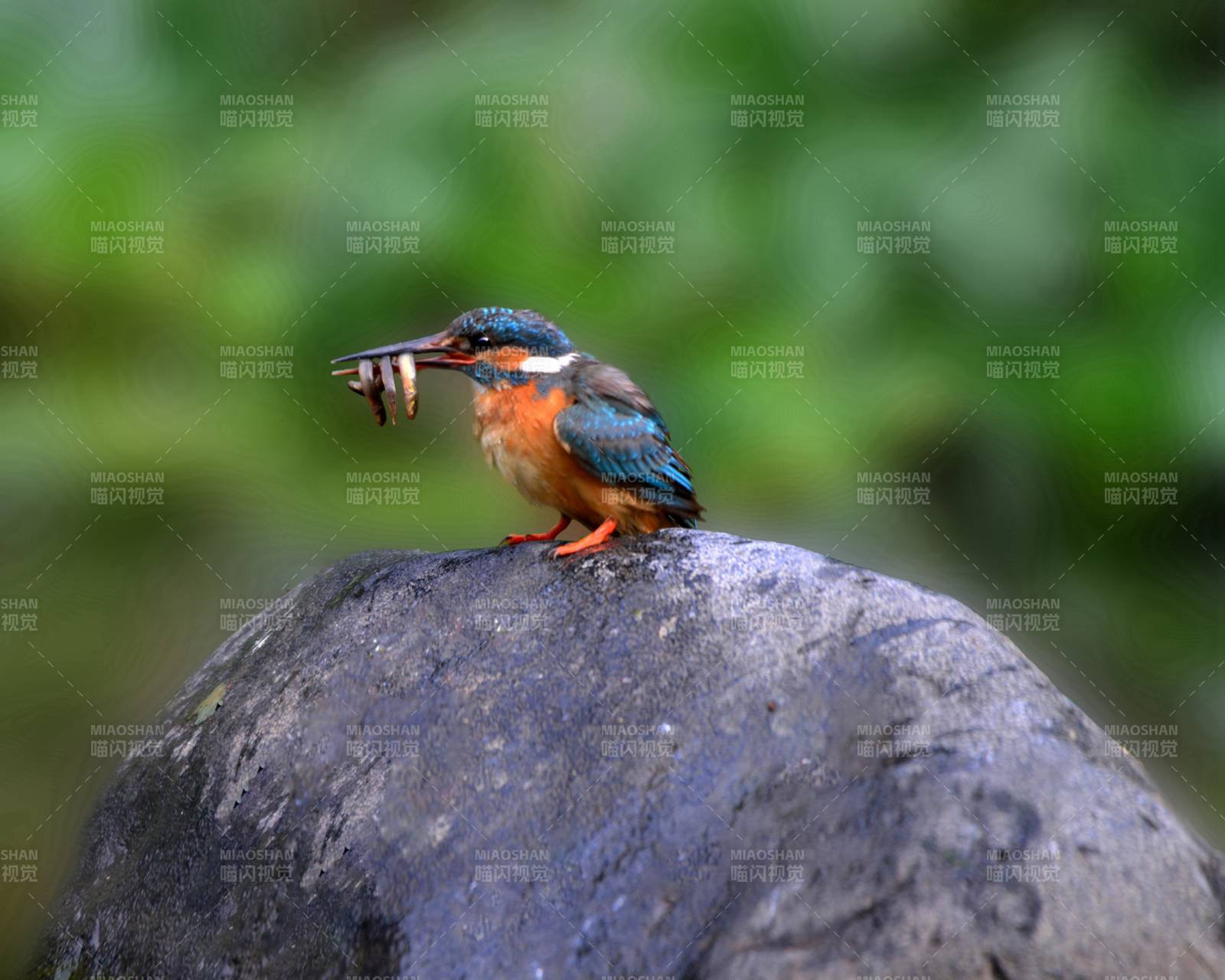 翠鳥捕食