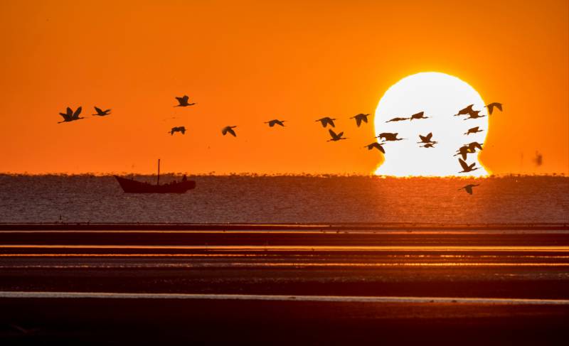 夕阳飞鸟 海面归航