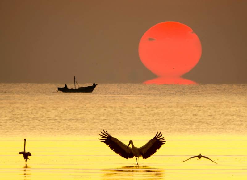 夕阳下的海鸟与渔船