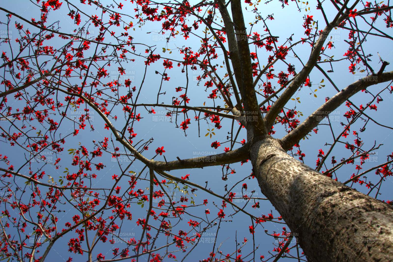 紅花映天