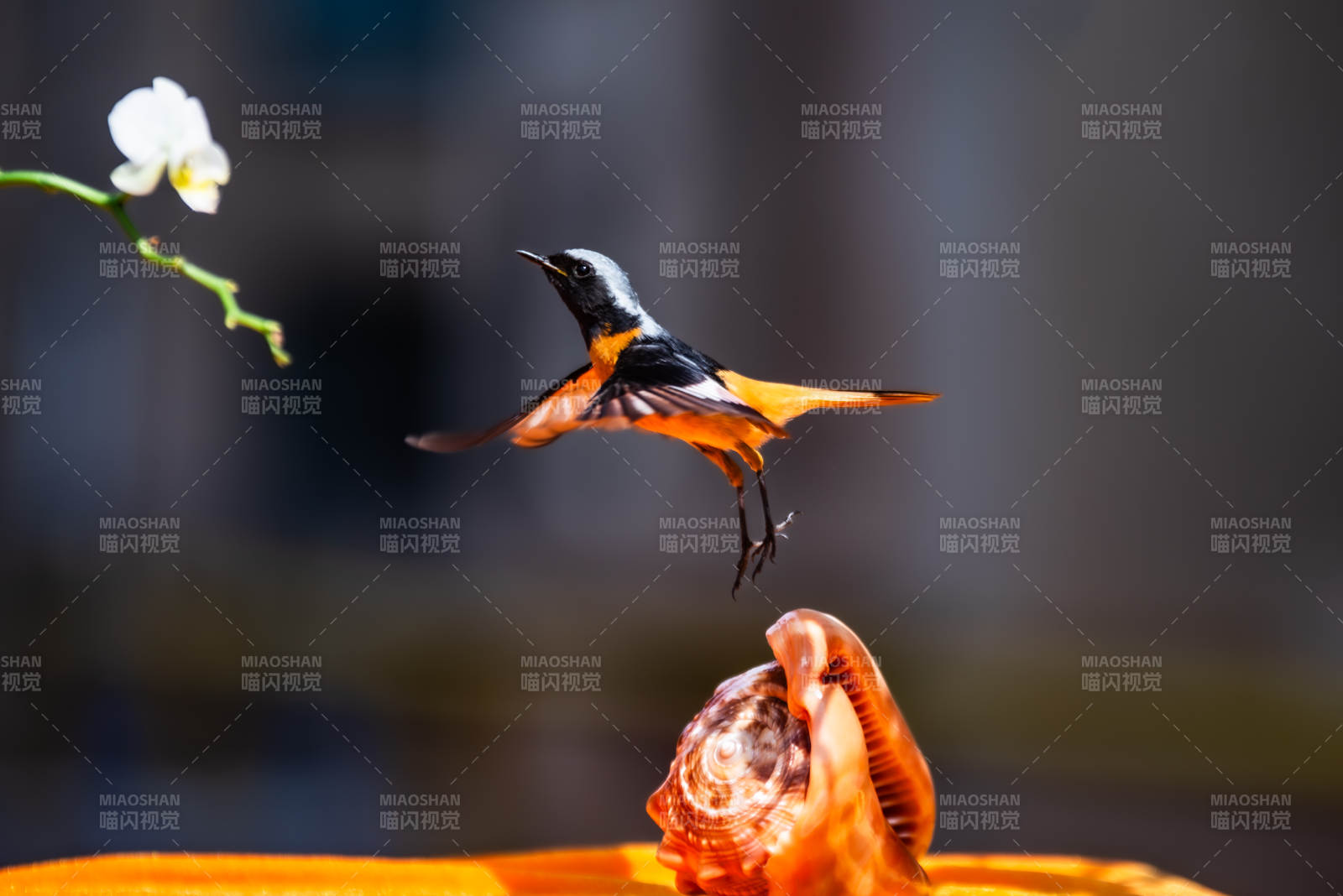 北紅尾鴝與花的瞬間