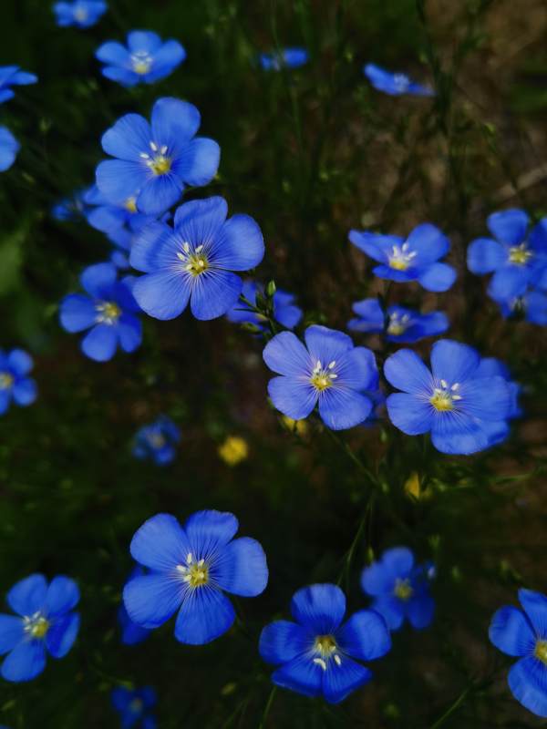 蓝色小花的美丽瞬间