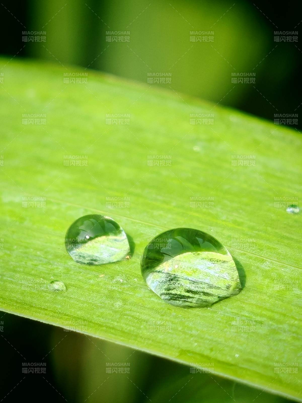 綠葉上的水珠