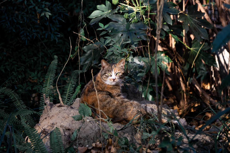 丛林中的悠闲猫咪