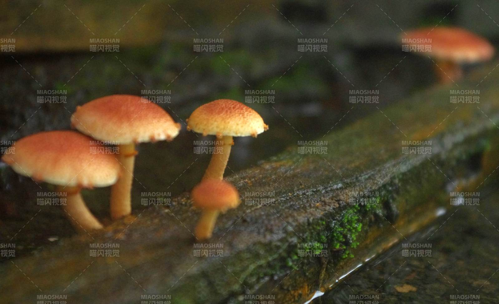 雨后林間蘑菇群