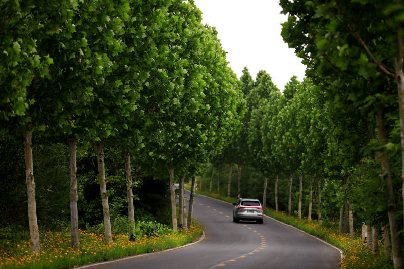 林蔭道上的孤獨車輛
