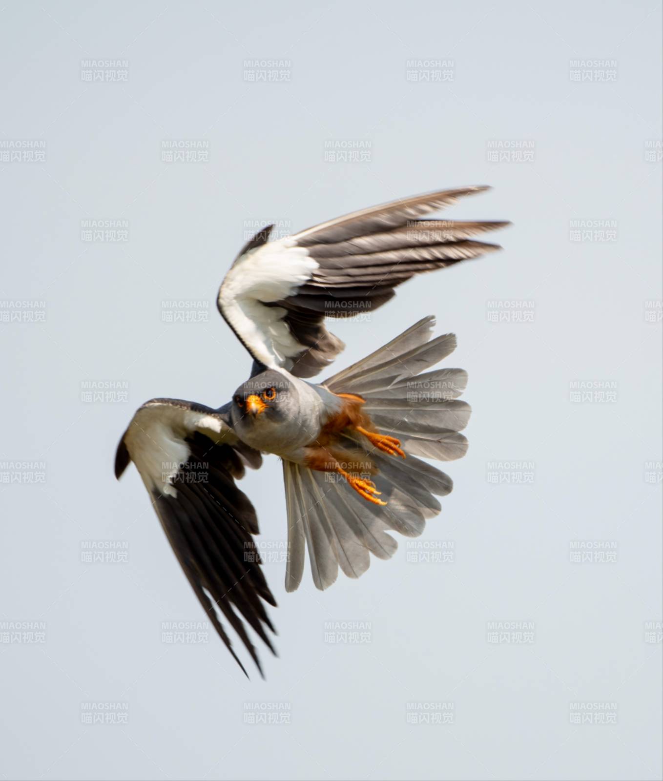 展翅翱翔的鳥