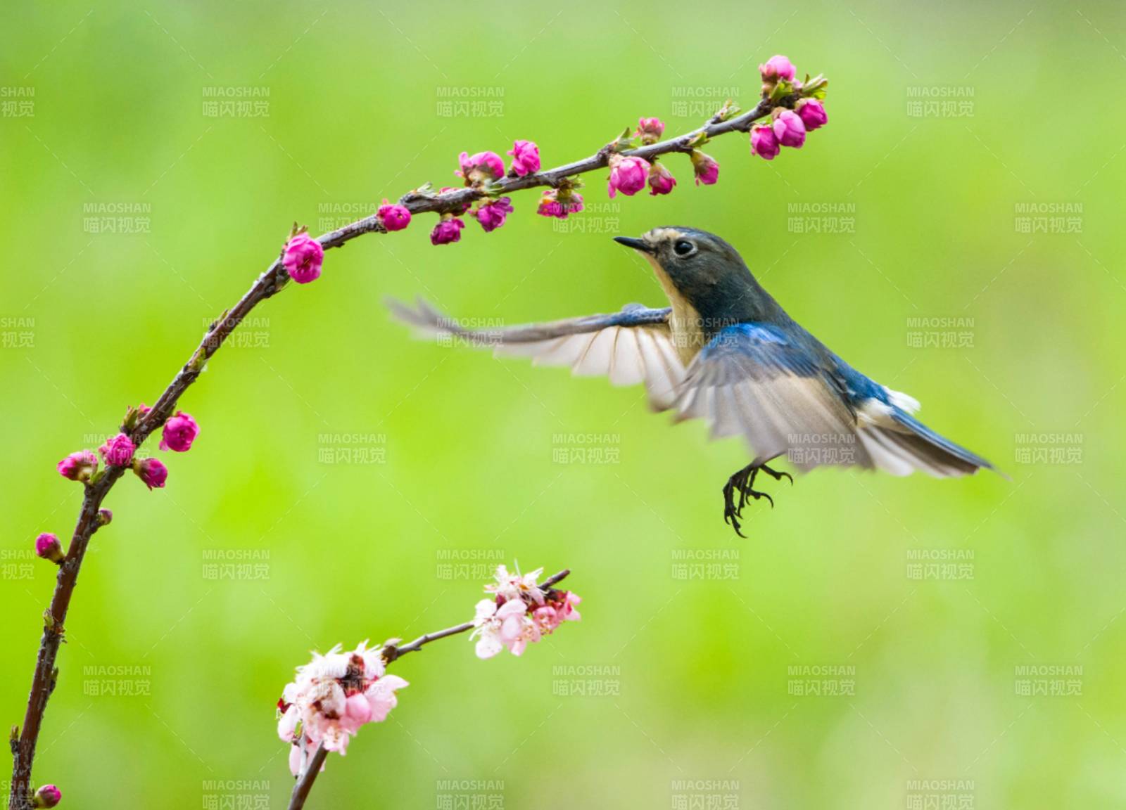 藍鳥飛越花枝