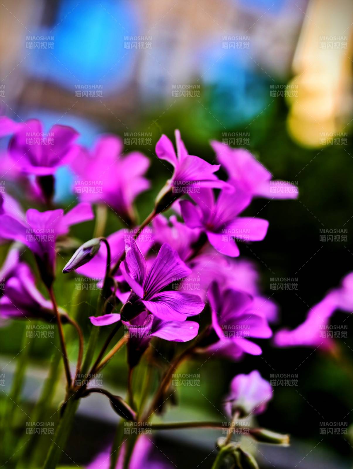 紫色花朵的美麗瞬間