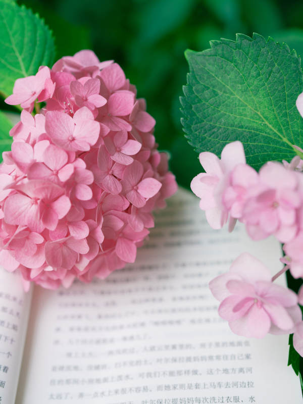 花開書頁(yè)間