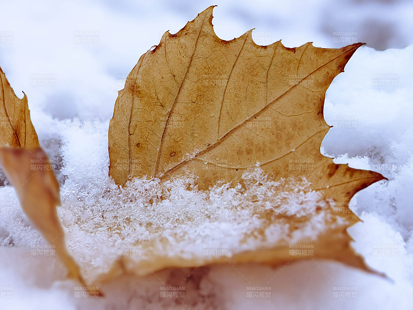 雪中枯葉