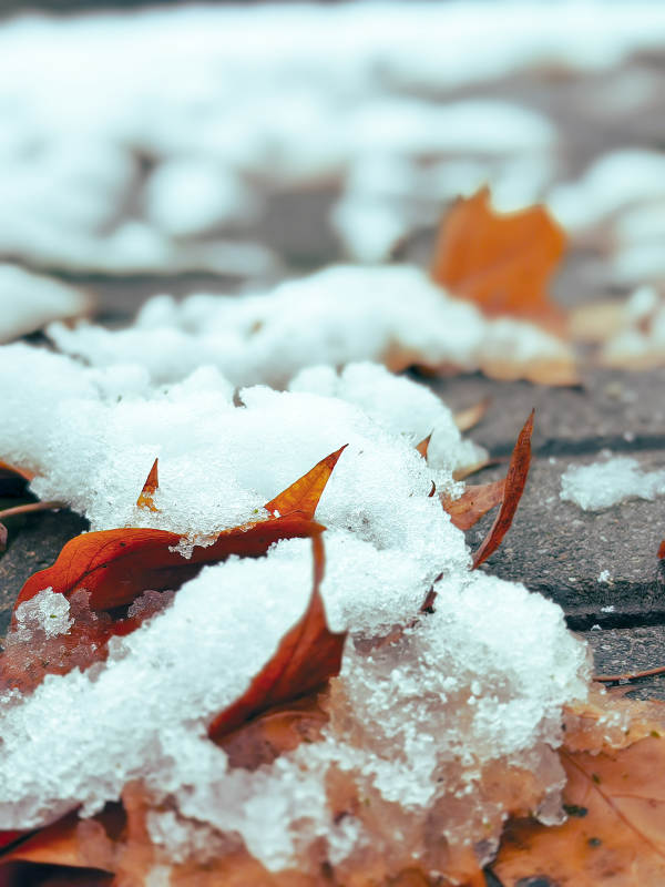雪地里的秋葉