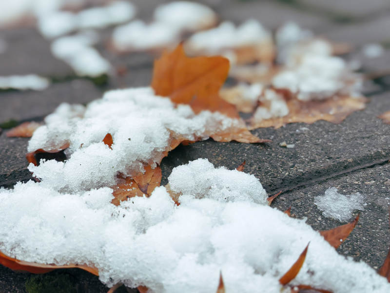 雪地上的落葉