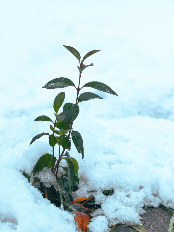 雪中獨苗
