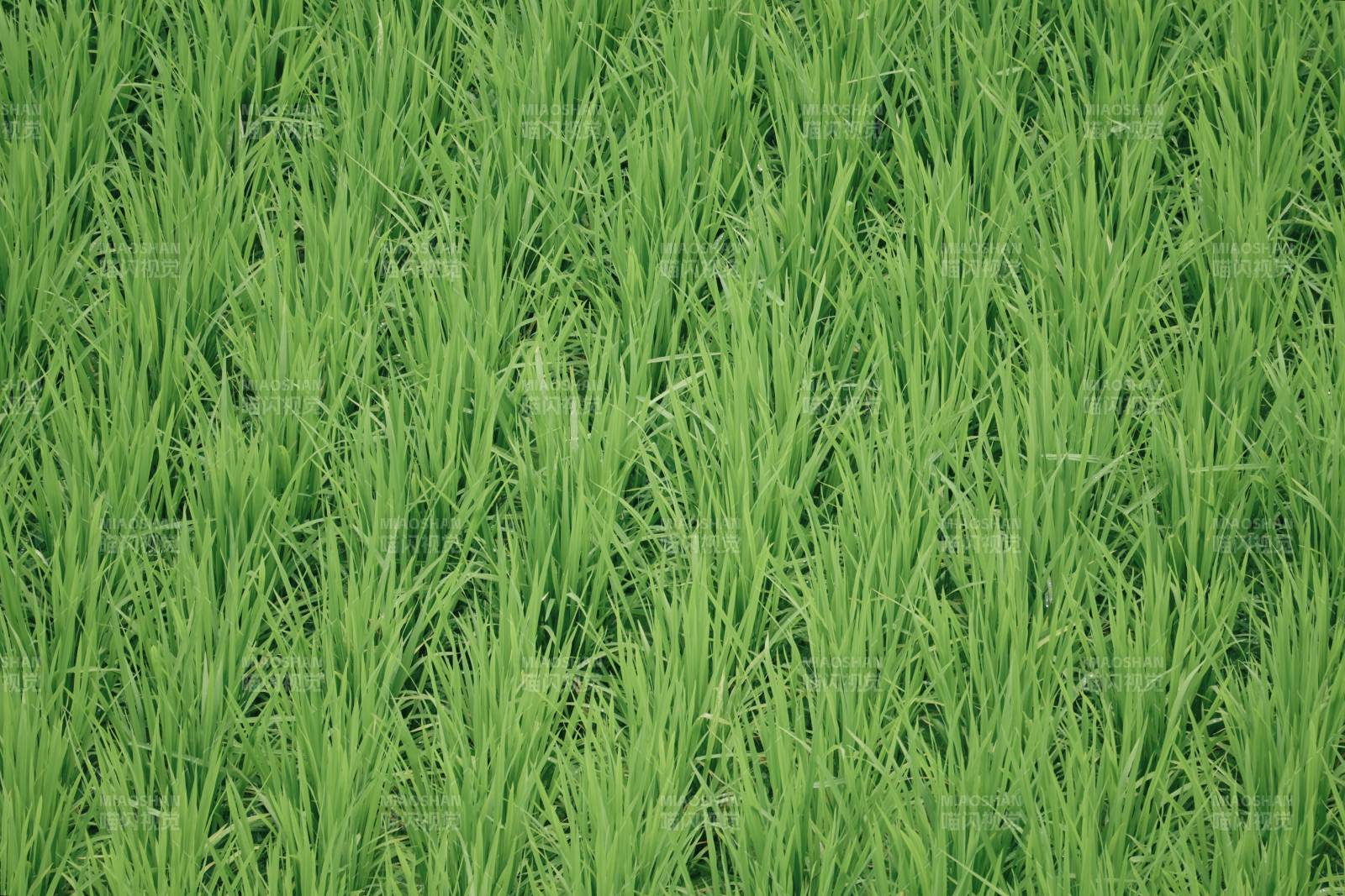 綠色稻田