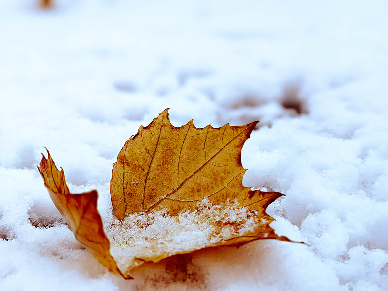 雪地上的秋葉