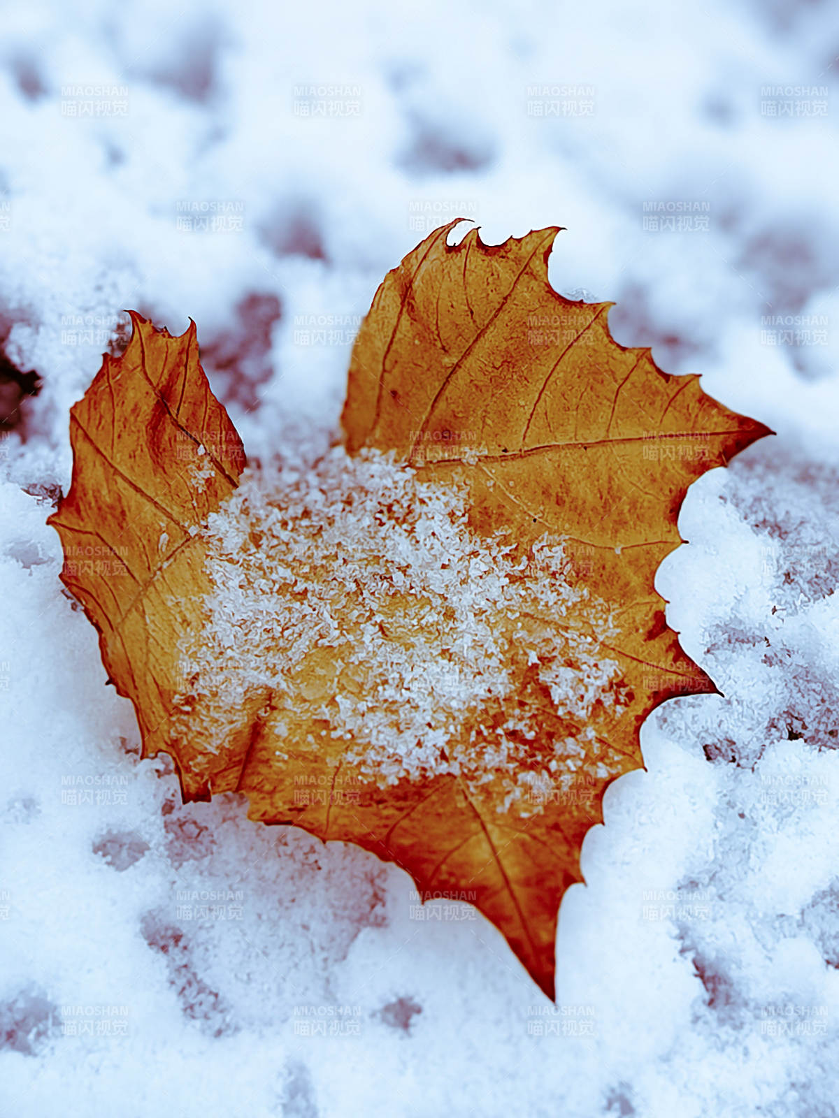 雪地上的枯葉