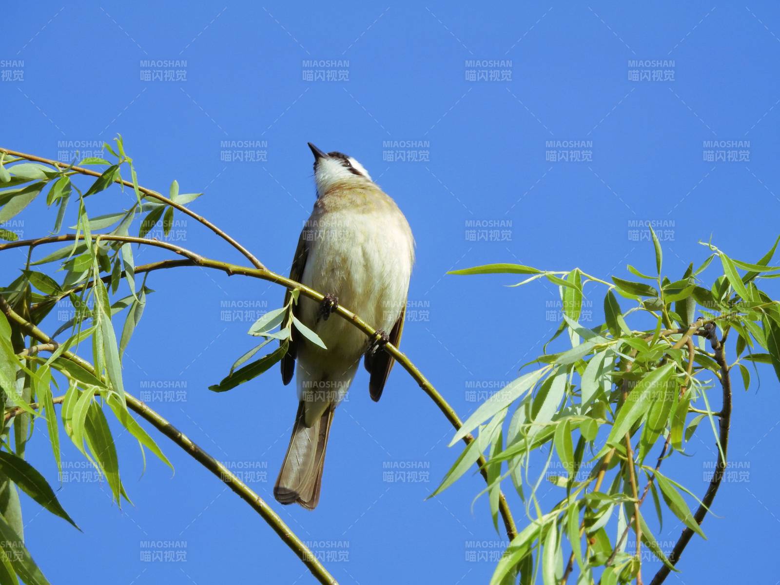 鳥(niǎo)兒棲息在綠葉間