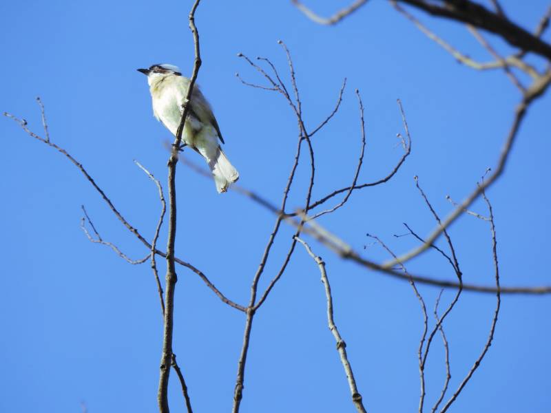鳥兒棲息在光禿禿的樹枝上