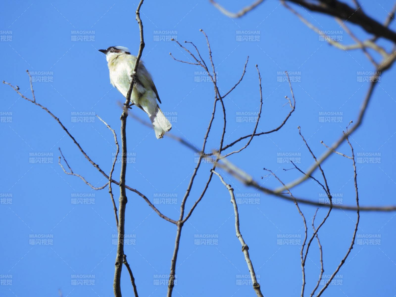 鳥兒棲息在光禿禿的樹枝上