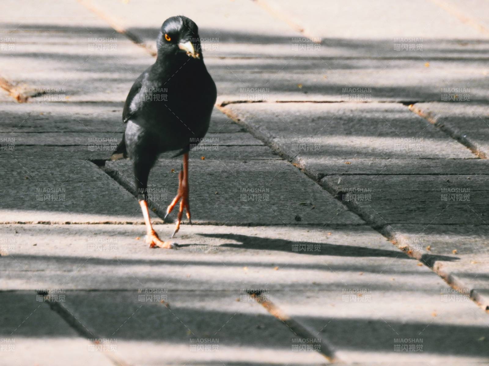 黑鳥獨行