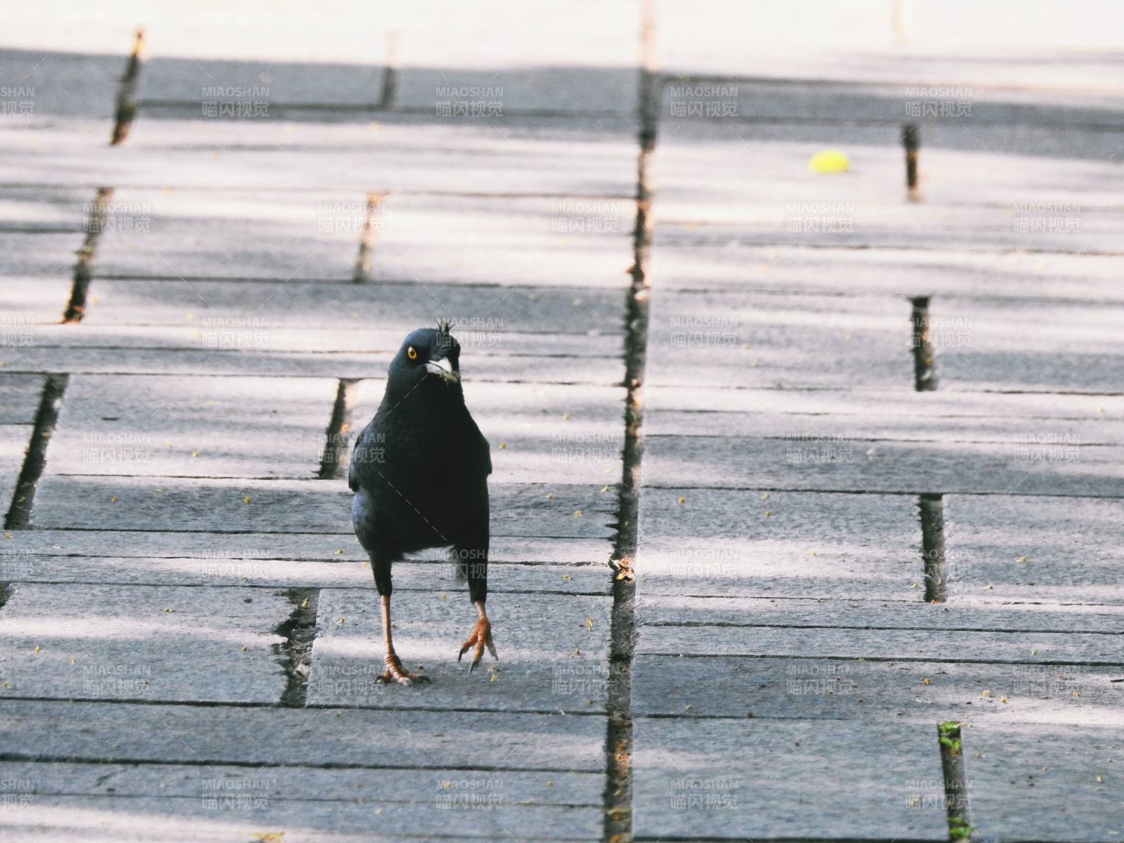 黑鳥獨行