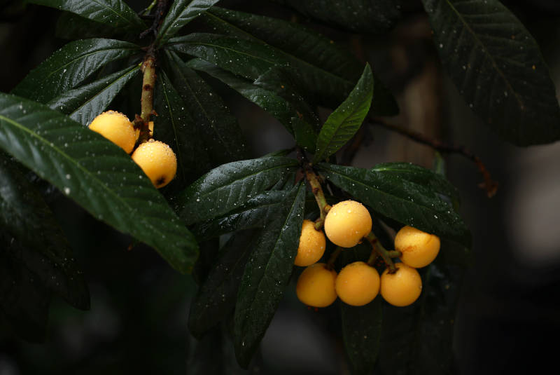 雨后枝頭的枇杷果實