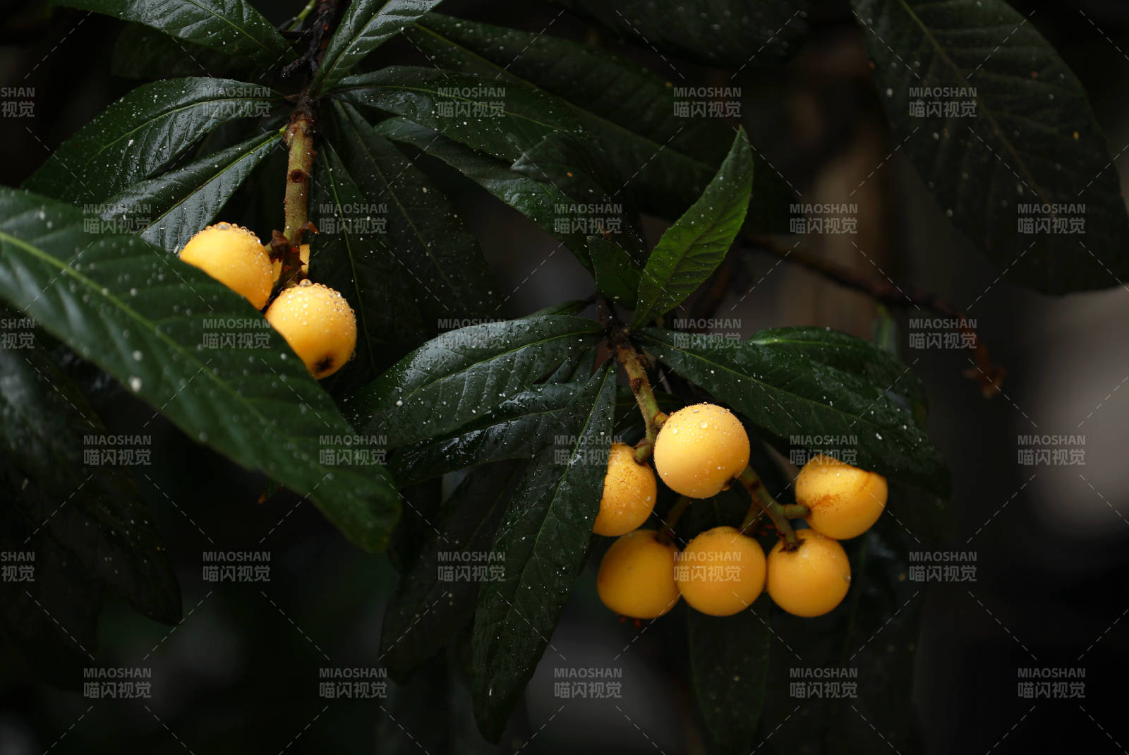 雨后枝頭的枇杷果實