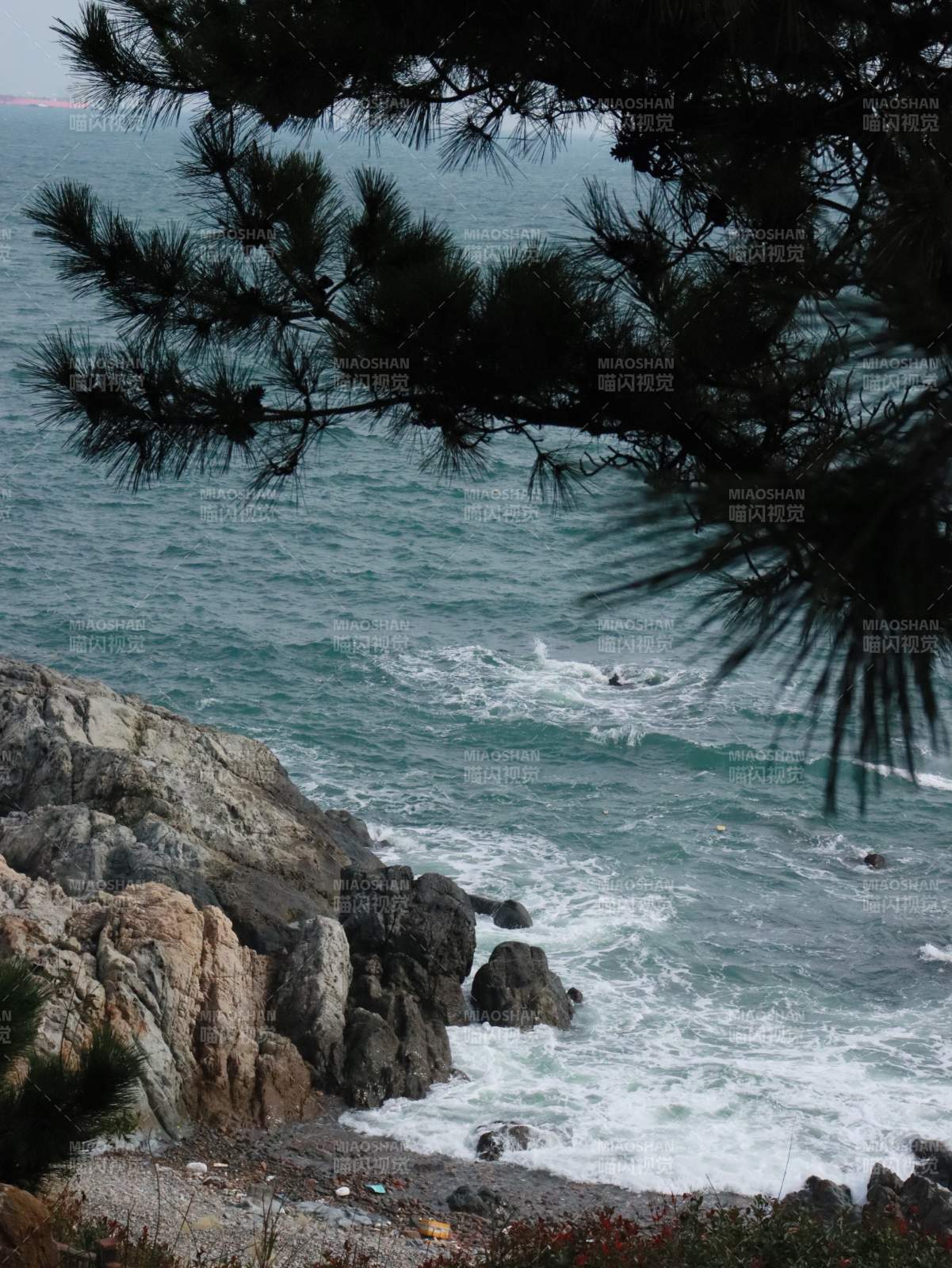 松樹下的巖石海岸