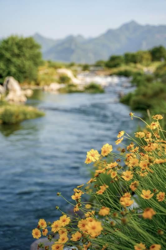山間溪流與黃花