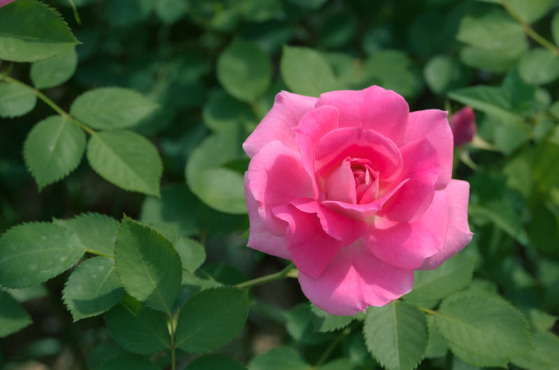 粉色月季花