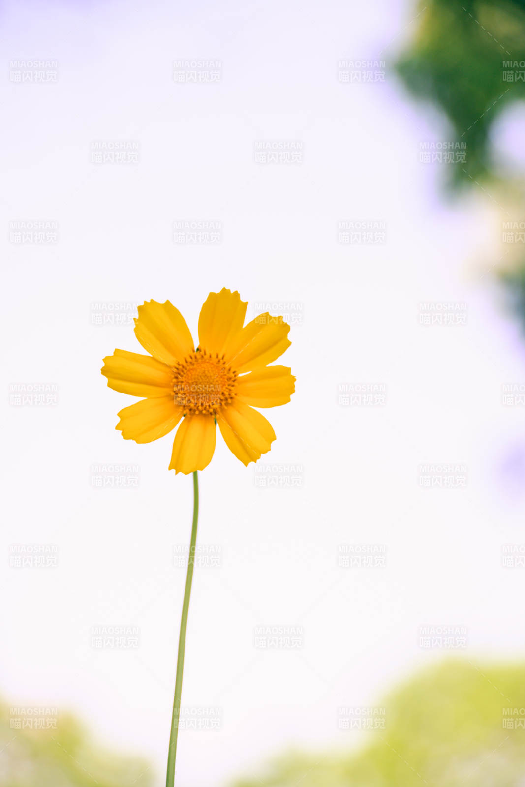 黃色花朵特寫