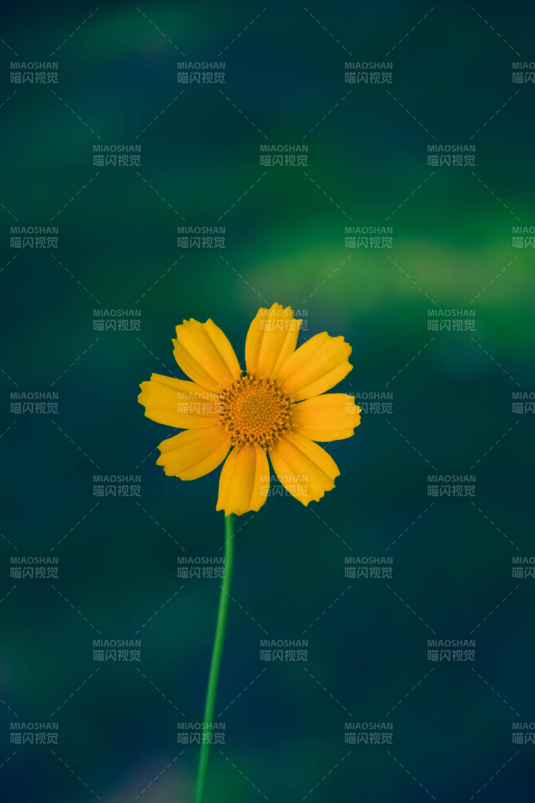 孤芳自賞的黃色小花