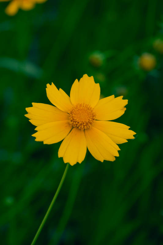 黄色花朵特写